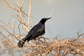 Grackle_PAN0869