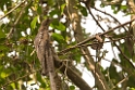 Grey Potoo_PAN0424