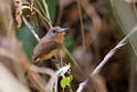 Grey-cheeked Nunlet_PAN0535