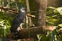 Harpy_PAN0077