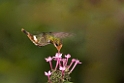 Rufous-crested Coquette1_PAN0926