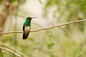 Snowy-belliedHummingbird190207_PAN0013