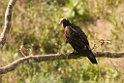 TurkeyVulture190207_PAN0025