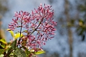 Volcan-blomst_PAN0207