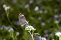 Volcan-sommerfugl_PAN0228a