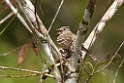 Yellow-bellied Elania_PAN0562
