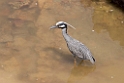 Yellow-crowned Night-heron_PAN0772