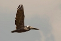 bROWN pELICAN_PAN0783