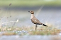 Austral Pratincole01.200911jul_2725