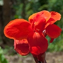 Blomst.200914jul_2736