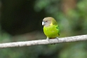 Brehms Tiger-parrot.200921jul_2953