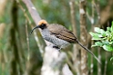 Brown Sicklebill.200921jul_3017