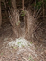 Fawn-breasted Bowerbird bower.200927jul_0191