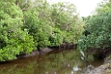 Mangrove.200929jul_0352