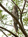 Papuan Frogmouth.200927jul_0177