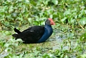 Purple Swamphen.200927jul_0152