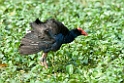 Purple Swamphen.200927jul_0155