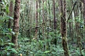 Regnskov.200925jul_0018