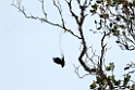 Ribbon-tailed Astabia.200926jul_0200