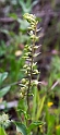 Epipactis lusitanica.20160416_7323