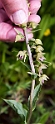 Epipactis lusitanica.20160416_7326