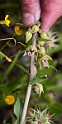 Epipactis lusitanica.20160416_7337