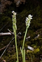Neotinea maculata.20160416_7306