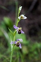 Ophrys apifera.20160417_7271