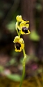 Ophrys lutea.20160416_7462