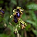 Ophrys vernixia lusitanica.20160417_7295