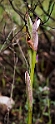 Serapias parviflora.20160416_7314