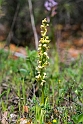 Aceras anthropophorum.20150411_3216