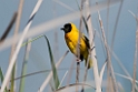 Black-headed weaver.20150411_3535