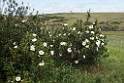 Blomst Castro Verde plains.20150409_3263