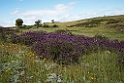 Blomst Castro Verde plains.20150409_3268