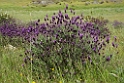 Blomst Castro Verde plains.20150409_3271