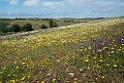 Blomst Castro Verde plains.20150409_3274