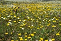 Blomst Castro Verde plains.20150409_3278