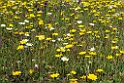 Blomst Castro Verde plains.20150409_3278a