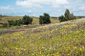 Blomst Castro Verde plains.20150409_3283