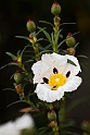 Blomst.20150410_3609
