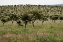 Castro Verde plains.20150408_3311