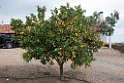 Citrontræ.20150408_3312