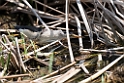 Dværghejre.20150411_3406