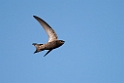 Gråsejler.20150411_3343