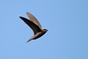 Gråsejler.20150411_3345