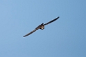 Gråsejler.20150411_3355