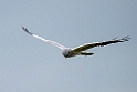 Hedehøg20150408_2252