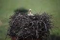 Hvid Stork.20150408_2326