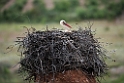 Hvid stork.20150408_2325